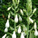 Galtonia candicans